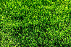 Смарагдовий газон в липні. Як домогтися результату?